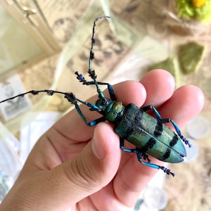 May include: A close-up of a longhorn beetle held in a hand. The beetle has a green and black patterned body with long antennae and blue legs. The beetle's body is approximately 1.5 inches long.