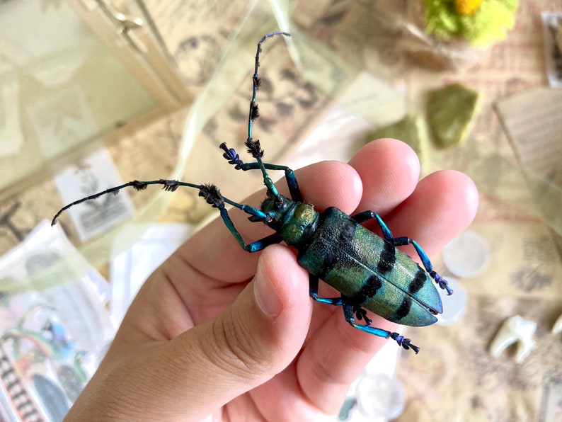 May include: A close-up of a longhorn beetle held in a hand. The beetle has a green and black patterned body with long antennae and blue legs. The beetle's body is approximately 1.5 inches long.