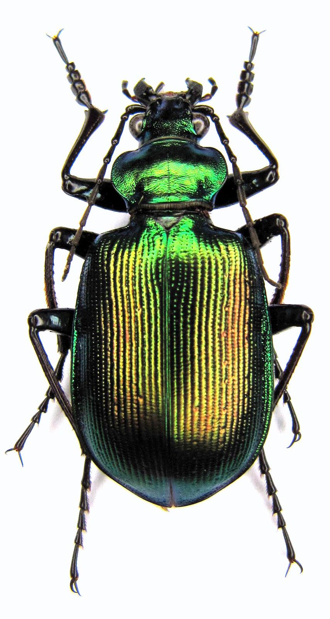 Teal Insects Calosoma Bastardi, Blue Teal Beetle, Real Dried Insects, Entomology ...