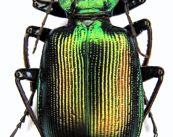 Calosoma bastardi, Blue teal beetle, Real Dried Insects, Entomology, Real beetle, Oddity, Curio, Insect science, Unmounted, Beetle specimen