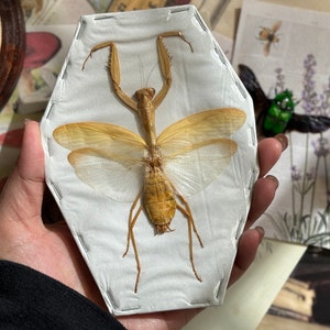 Hierodula membranacea - yellow (spread), Giant Asian Mantis, Yellow form, entomology, spread and ready for your projects