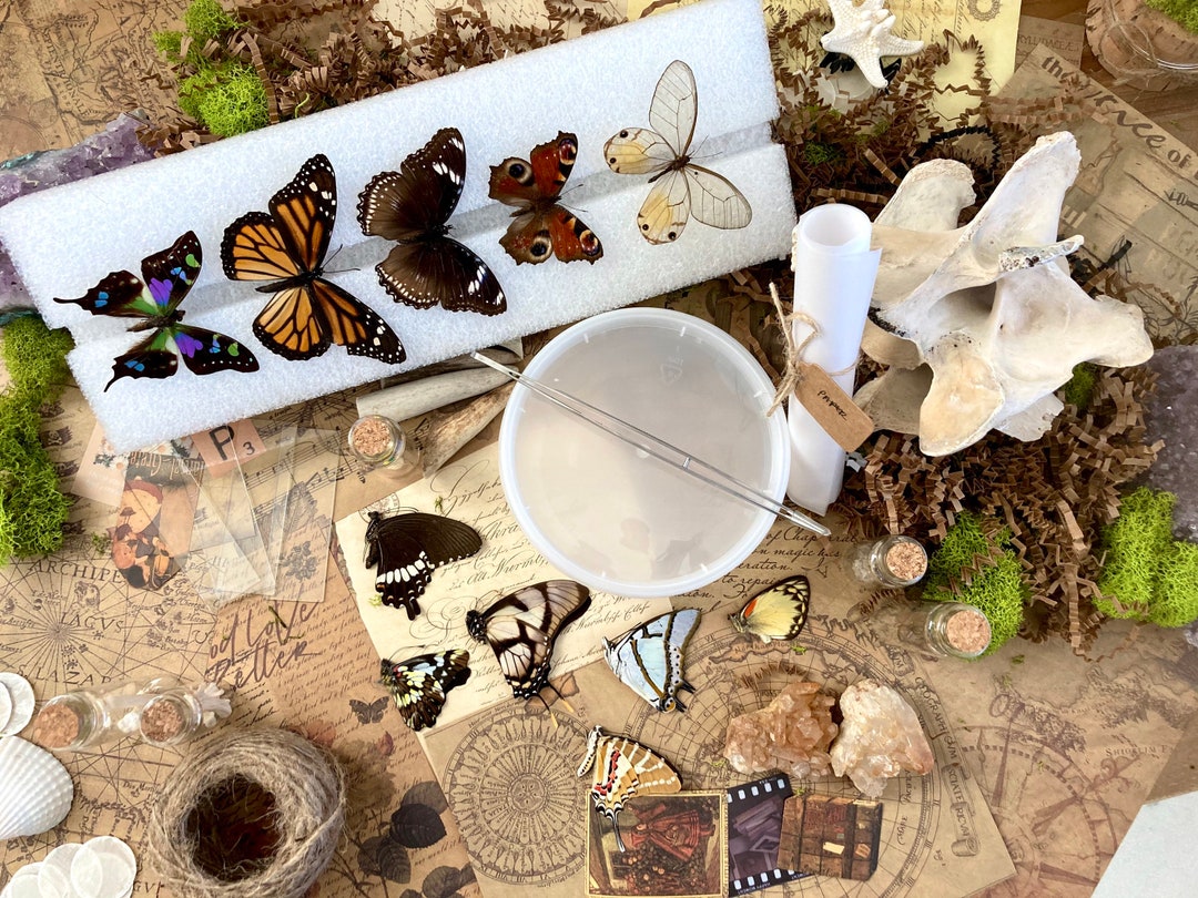 Complete Butterfly Mounting Kit Butterfly & Moth Spreading and Pinning