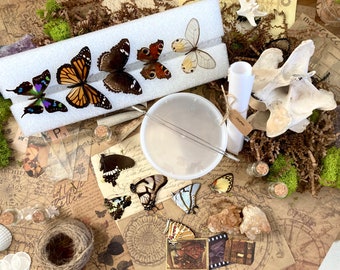 Complete Butterfly Mounting Kit - Butterfly & Moth Spreading and Pinning Kit (Specimen + Tools + (QR code) PDF Instructions Included)