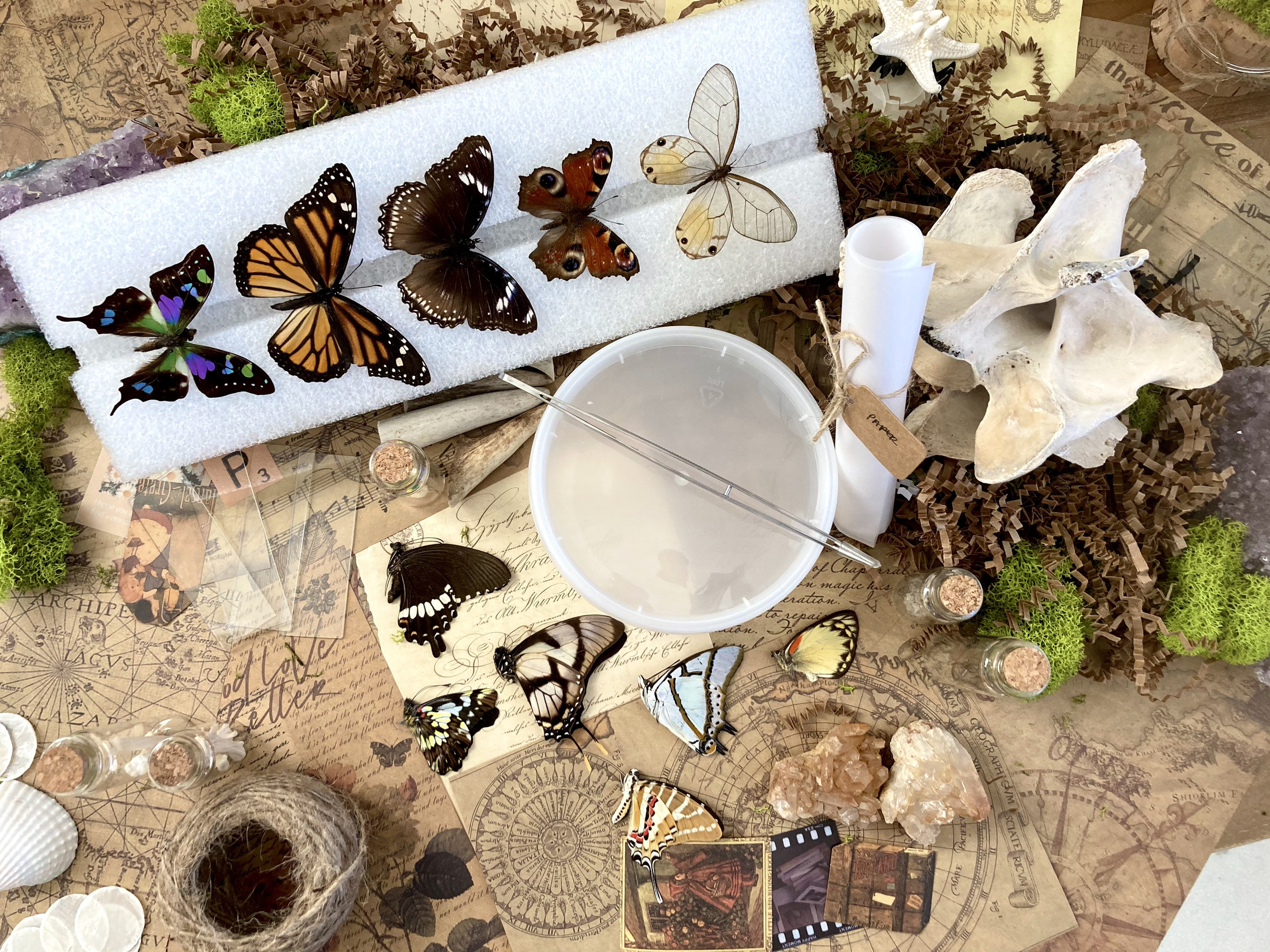 Grow Your Own Butterflies: Unique Butterfly Kits - Nature Gift Store