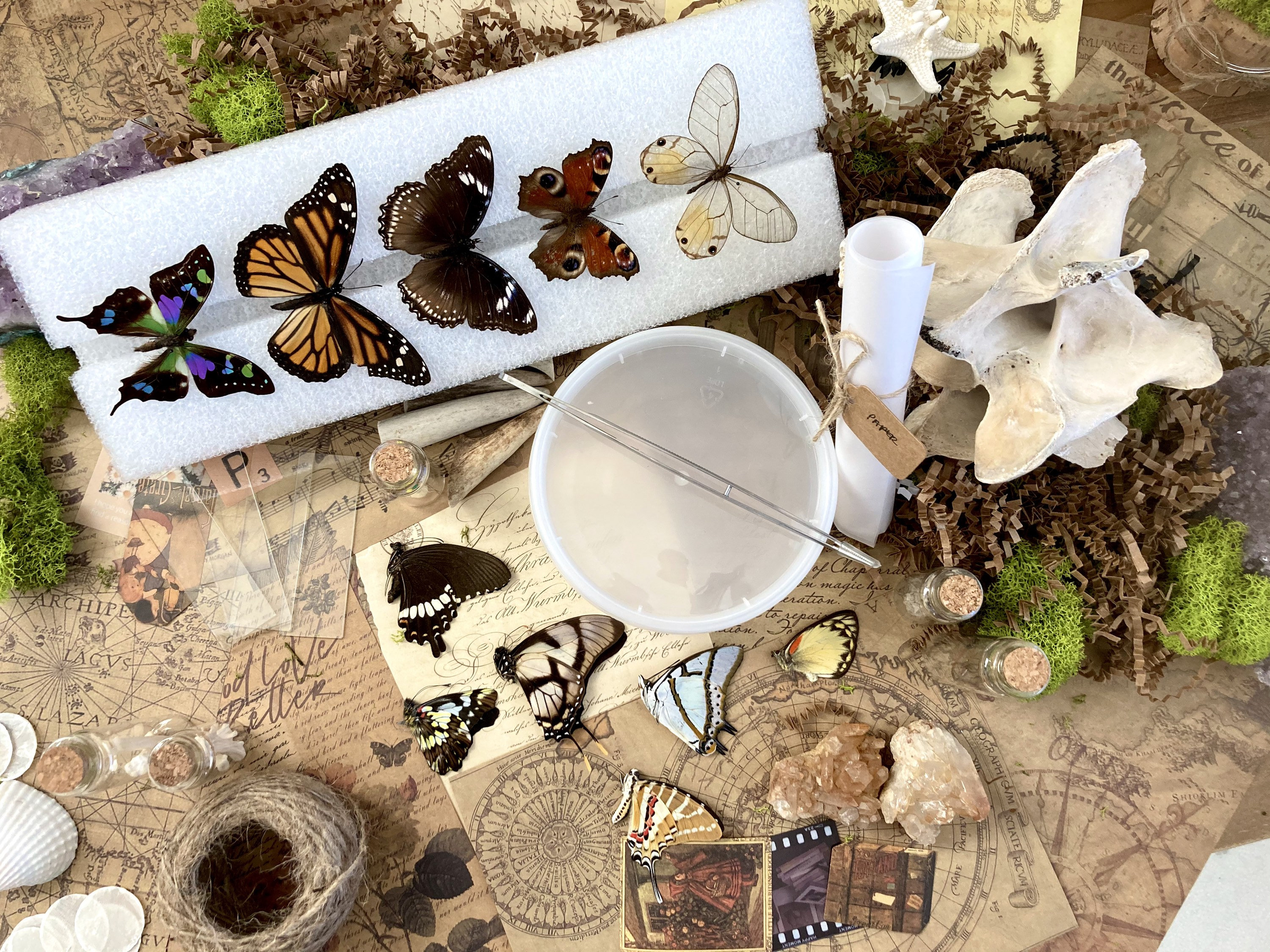 Complete Butterfly Mounting Kit Butterfly & Moth Spreading Etsy