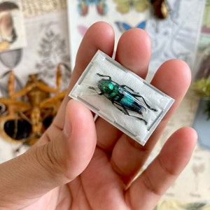 May include: A green and blue iridescent beetle specimen preserved in a clear plastic frame. The frame is held in a person's hand.