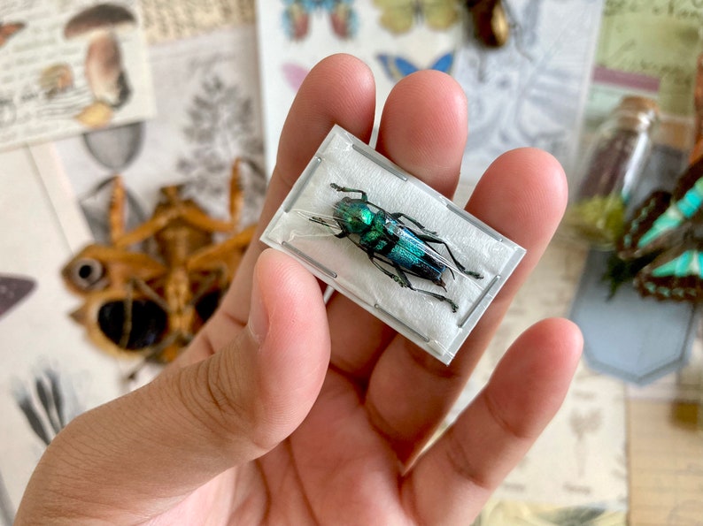 May include: A green and blue iridescent beetle specimen preserved in a clear plastic frame. The frame is held in a person's hand.