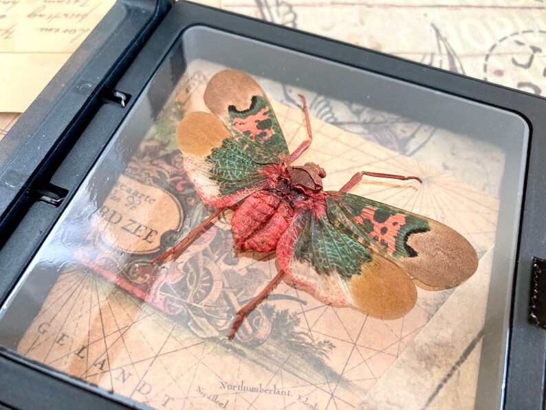 Real Sunburst Lanternfly Entomology Framed Scamandra Thetis