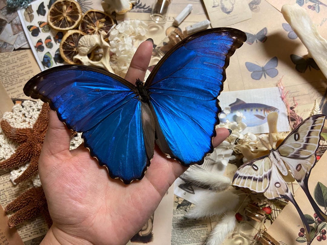 Morpho Didius, Blue Morpho, Real Butterflies, Peru, Giant Blue