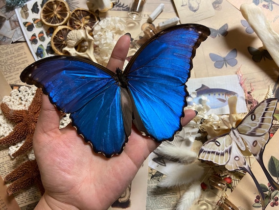 Morpho Didius, Blue Morpho, Real Butterflies, Peru, Giant Blue