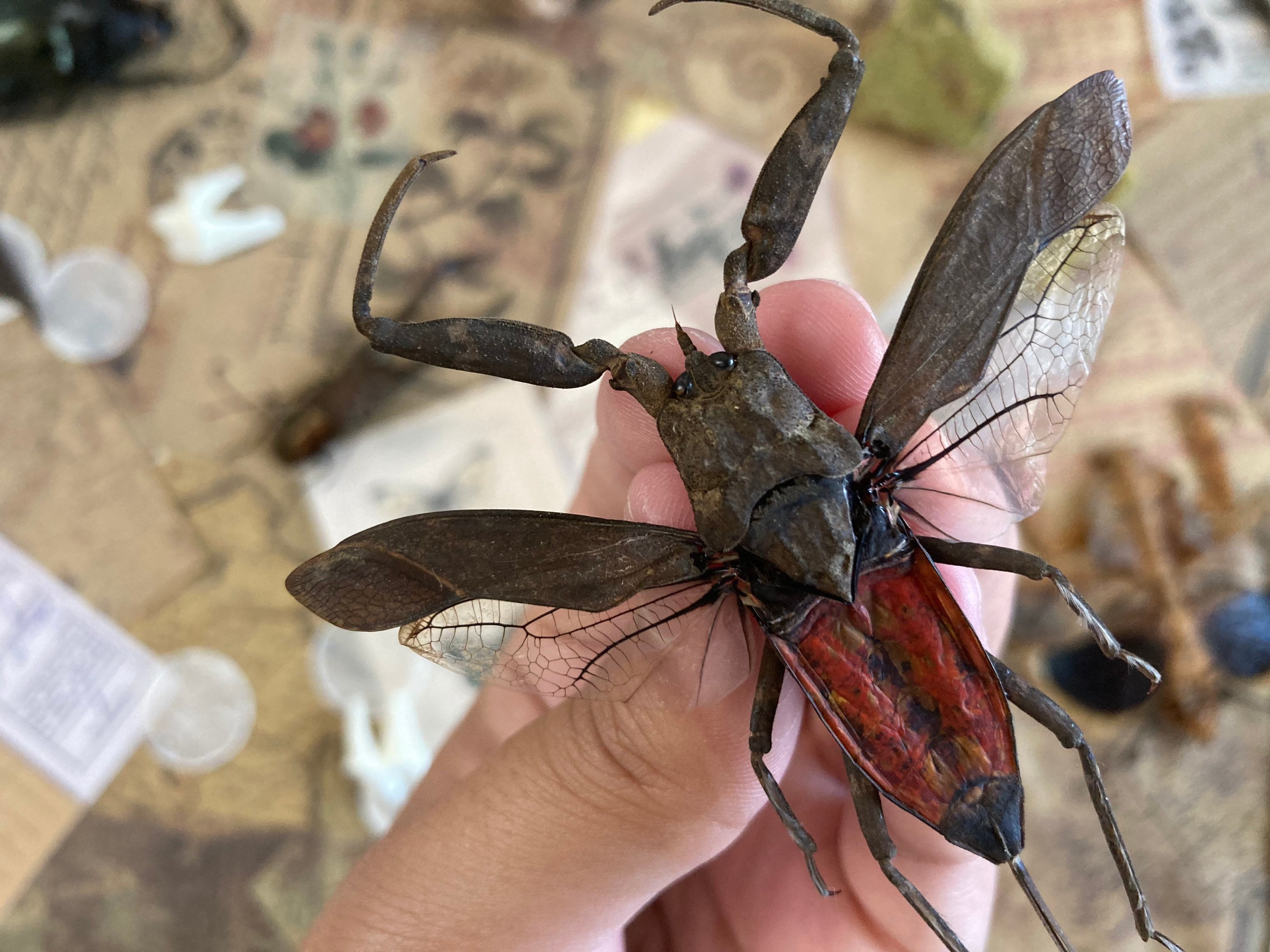 LARGE Nepa Rubra E.java, Spread, Red Toe Biter Real Insect Taxidermy - Etsy