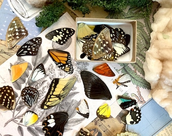 20 A+ to A- Grade Real Butterfly Wings - Curiosity Collection - Craft Supply -Jewelry Making - Resin Jewelry Making