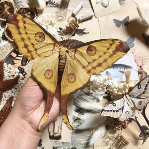 Argema mittrei Female Specimen A1 grade, The Comet Moth, Madagascan Moon Moth | Unmounted Dry-Preserved Entomology Lepidoptera