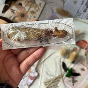 May include: A preserved insect specimen, a brown and beige cicada, pinned to a white card with clear plastic covering. The insect is displayed on a white background.