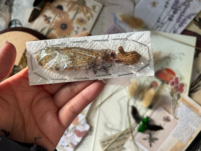May include: A preserved insect specimen, a brown and beige cicada, pinned to a white card with clear plastic covering. The insect is displayed on a white background.