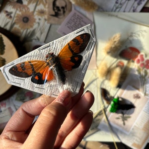 Gaeana festiva Orange form cicada, ONE REAL Orange cicada Malaysia, Real insect, Real cicada, cicada specimen, Entomology, Real insect art