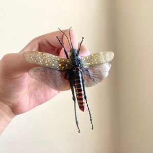 Puede incluir: Primer plano de un insecto grande con cuerpo negro, abdomen a rayas naranja y negro, y alas transparentes con puntos amarillos. Se ven las largas patas y antenas del insecto. El insecto está siendo sujetado.