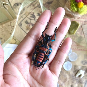 May include: A detailed, colorful insect model with blue, orange, and black accents is held in an open hand. The insect's intricate design is visible, showcasing its legs and body structure. The background includes decorative elements.