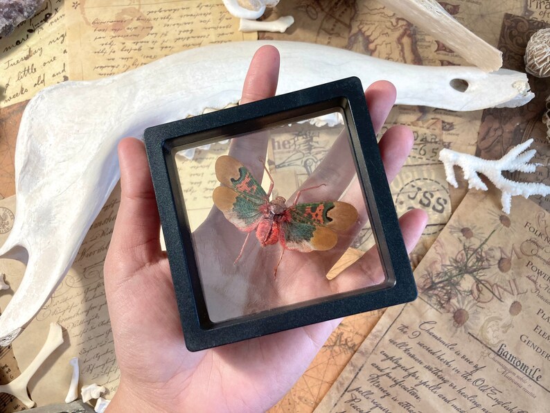 Real Sunburst Lanternfly Entomology Framed Scamandra Thetis