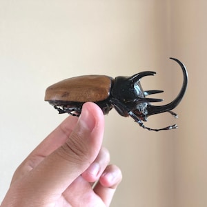 May include: A large brown and black beetle with a long horn. The beetle is being held in a person's hand.