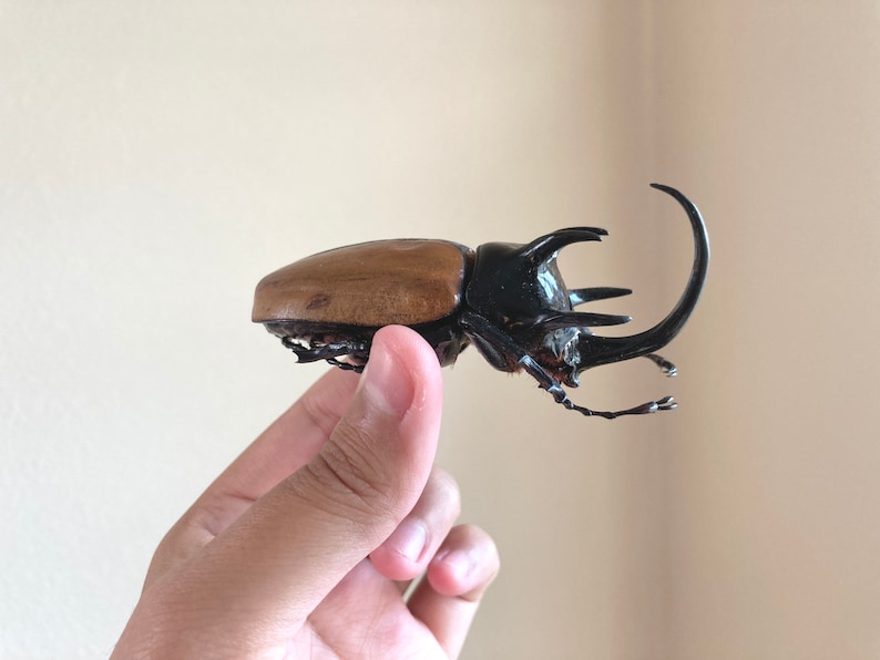 May include: A large brown and black beetle with a long horn. The beetle is being held in a person's hand.