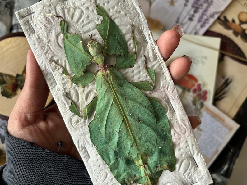 LARGEST of the world Phyllium giganteum, Real GIANT leaf insect, Entomology, Leaf bug, big leaf bug, spread leaf bug, real insect image 10