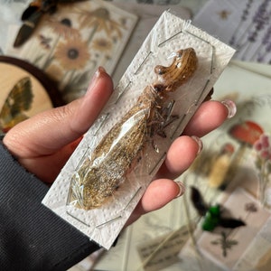 Puede incluir: Primer plano de una cigarra de insecto conservada clavada en una tarjeta blanca con un patrón de cuadrícula. La cigarra es marrón y tiene una franja blanca en la espalda.