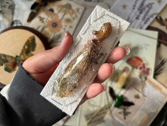 Aligator Lanternfly, Fulgora Laternaria, peanut bug, peanut-headed lanternfly, alligator bug, Entomology, real insect, unmounted, Insectart