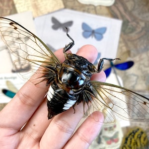 Cryptotympana Acuta - Black Clearwing Cicada - Java Indonesia - Entomology - Specimen