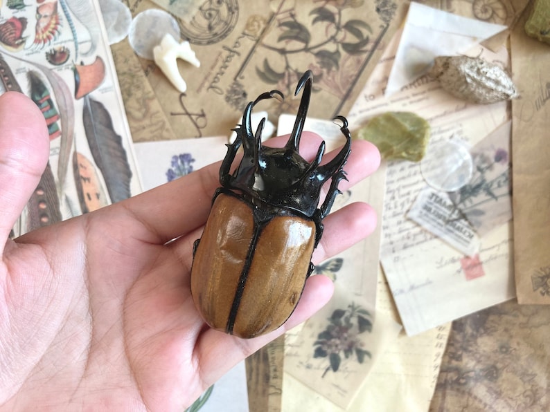 May include: A large brown and black beetle with long horns. The beetle is being held in a hand.