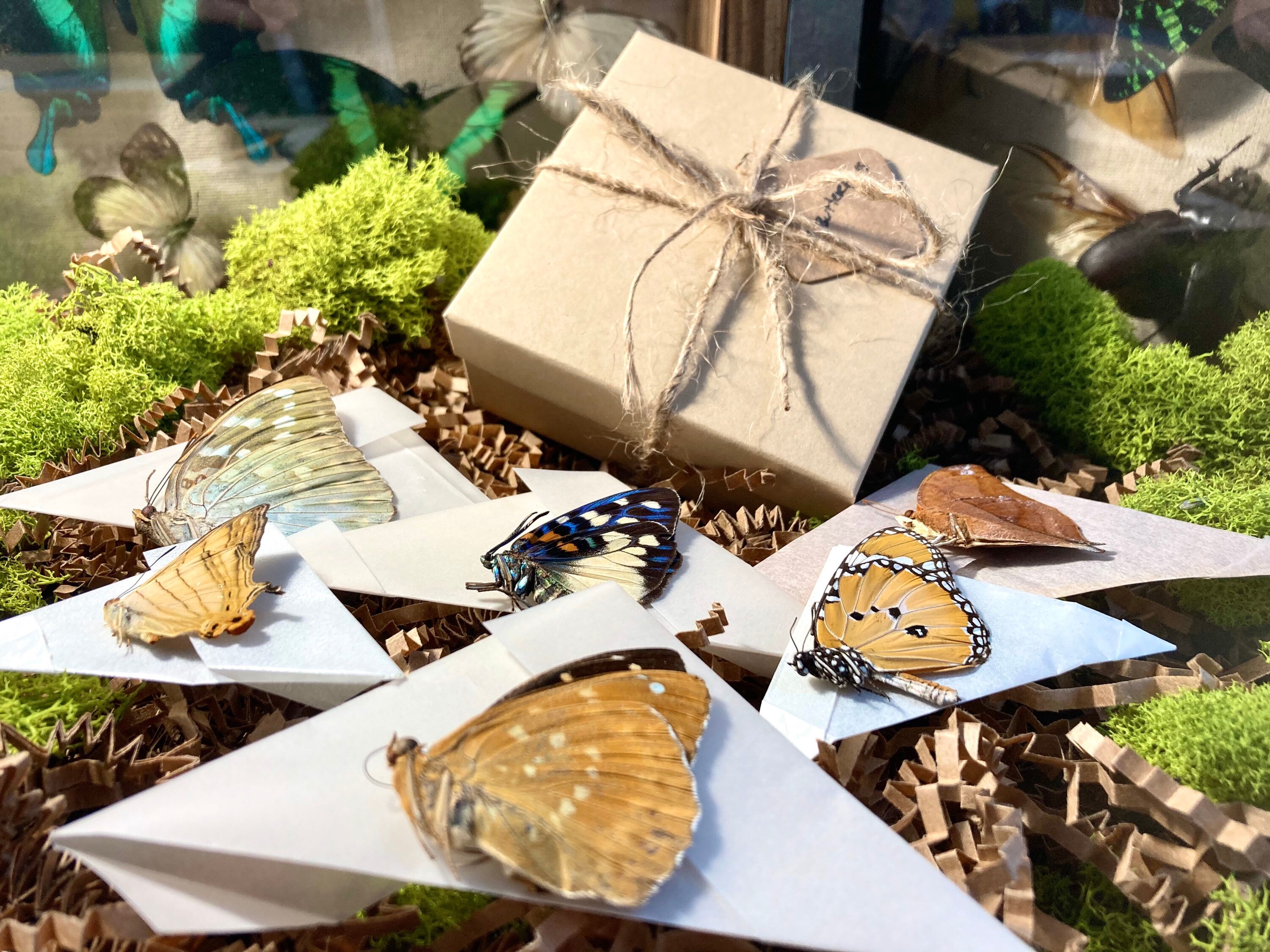 Complete Butterfly Mounting Kit Butterfly & Moth Spreading Etsy