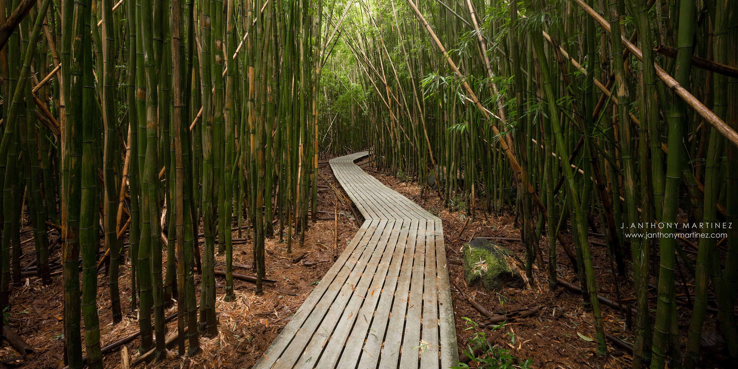Peter lik - Etsy 日本
