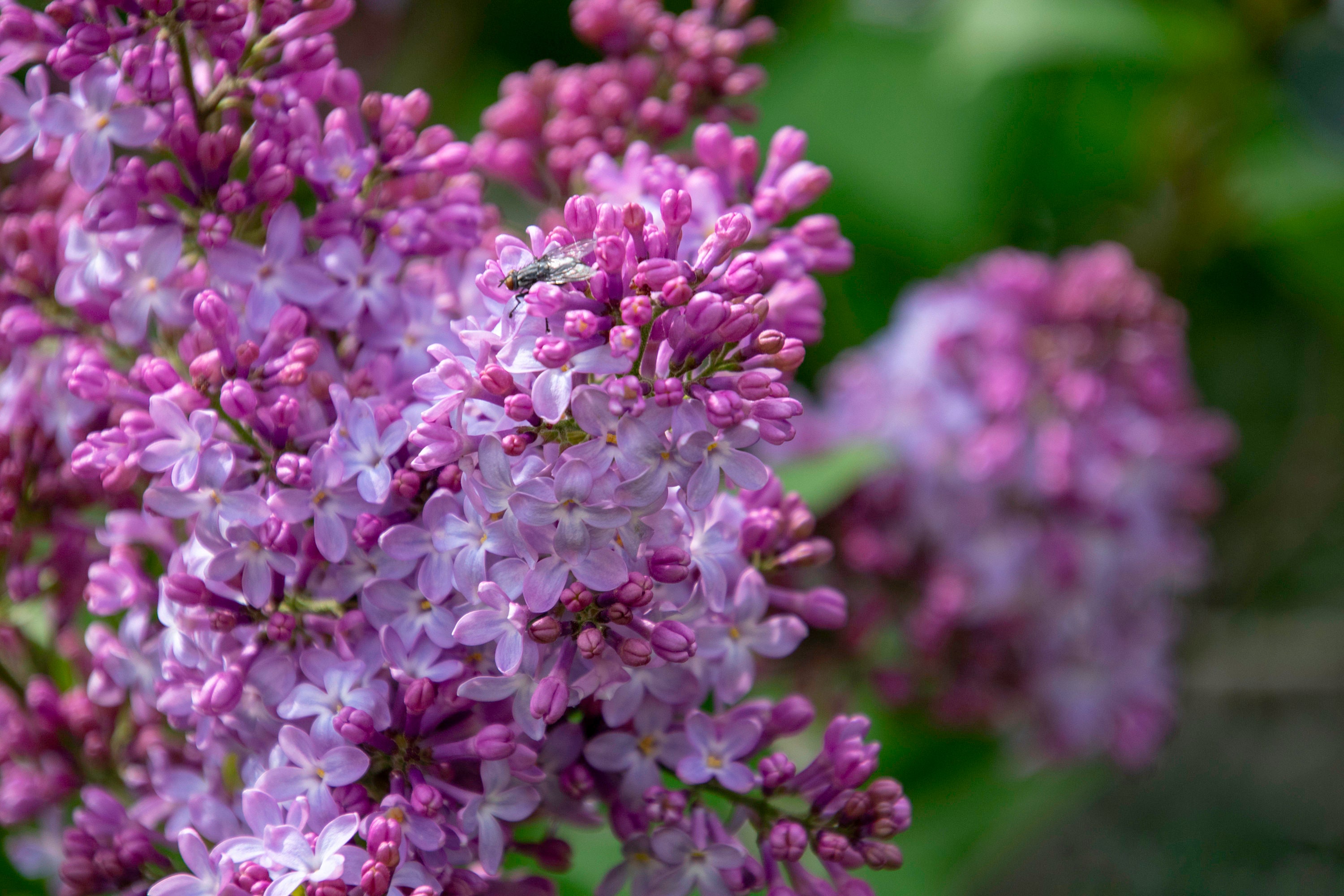 Lilacs Rochester's Flower - Etsy