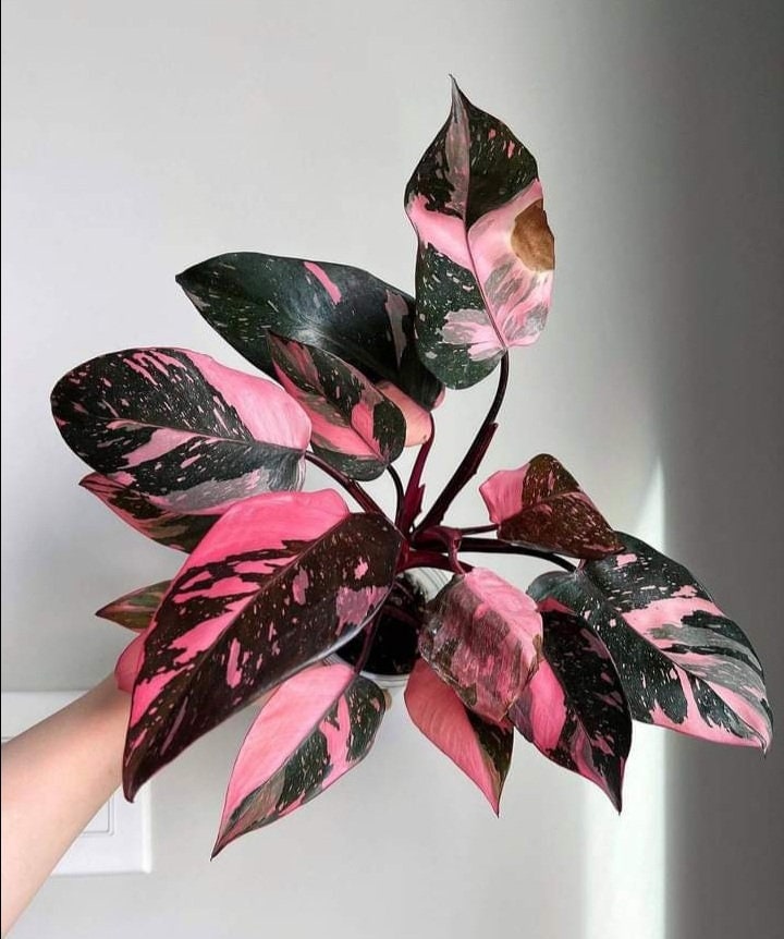 Seltene Philodendron Pink Princess Galaxy Variegated Rooted Etsy.de