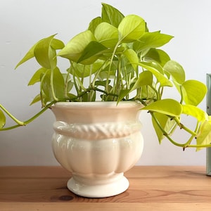 May include: A cream ceramic planter, filled with a bright green pothos plant. The planter has a fluted design and a rope detail around the middle. The plant's vibrant leaves cascade over the sides, creating a lively indoor decor element. The planter is approximately 20 cm tall.