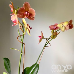 May include: A pink and yellow orchid plant with copper wire supports. The plant is in a pot with green leaves.