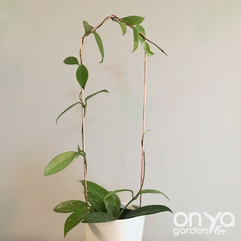 Copper Pointed Arch Wire Trellis Geometric House Plant Etsy