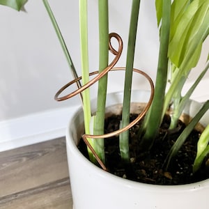 May include: A copper plant support with a spiral design is used to help a houseplant grow upright. The support is placed around the plant's stems and helps to keep them from falling over.