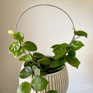May include: A green houseplant with heart-shaped leaves growing in a white ceramic pot with vertical lines. A metal hoop is placed over the plant to help it grow upwards.