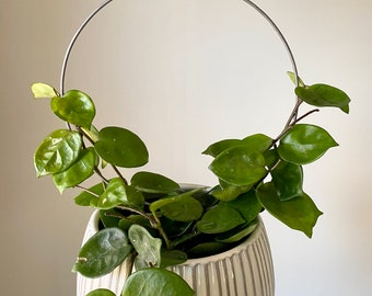 Circle Plant Trellis, Indoor Plant Support, Hoya Trellis, Copper or Steel