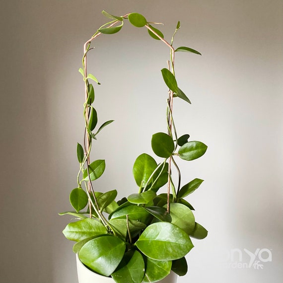 XL Pointed Arch Trellis, 24" Extra Large Plant Trellis, Tall Hoya Trellis,  Metal Trellis for Large Plants, Copper or Steel - Etsy