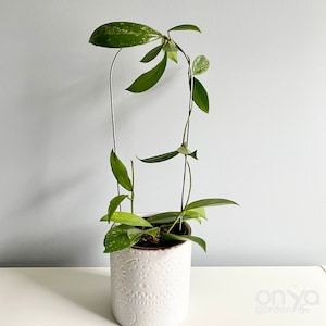 May include: A potted Hoya plant with green leaves and a trellis. The plant is in a white ceramic pot with a textured pattern. The background is a light blue wall and a white surface.