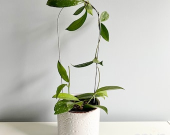 Arch Plant Trellis, Hoya Plant Support, Metal Houseplant Trellis, Arch Plant Support, Copper or Steel