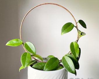 Copper Circle Trellis, Round Plant Supports, Hoya Hoop Trellis, Indoor Plant Trellis, 4 Size Options