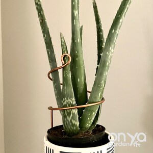 May include: A potted aloe vera plant with a copper wire plant support. The plant is in a white and black patterned pot.
