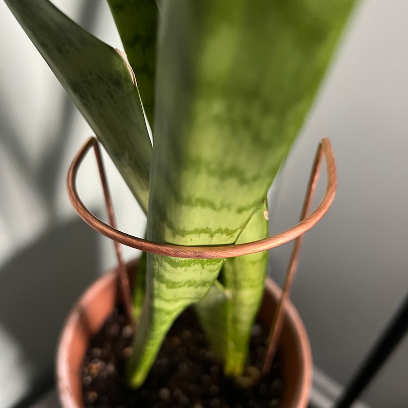 May include: A potted snake plant with green leaves is supported by a copper wire plant stand.