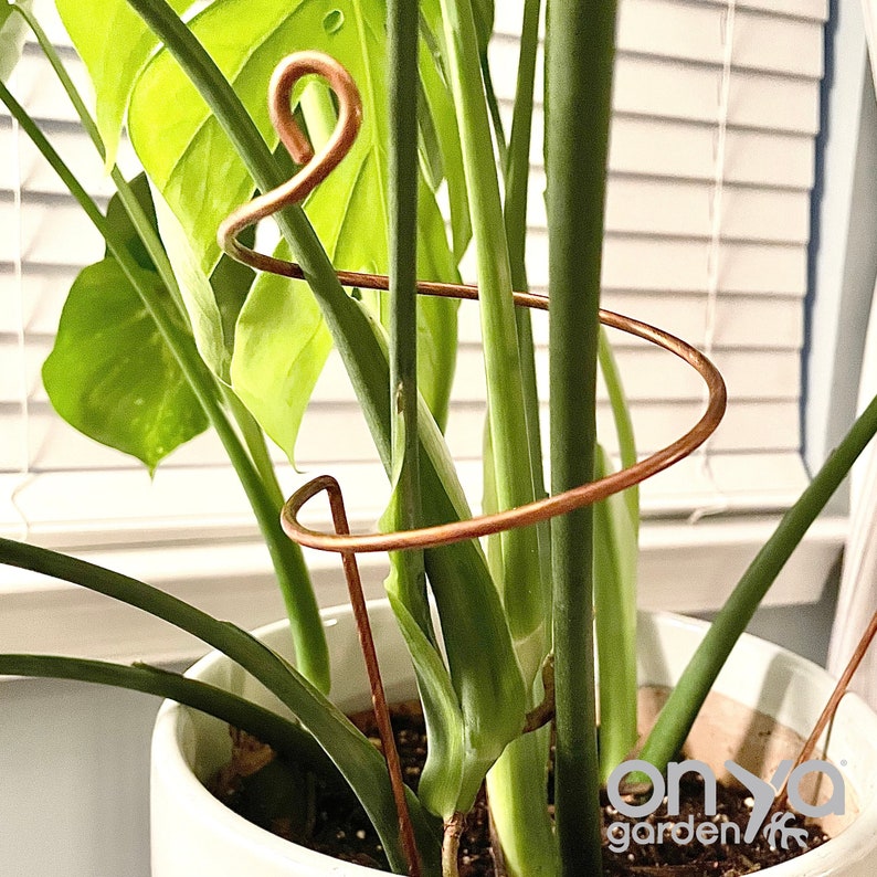 May include: A copper plant support with a spiral design is used to help a houseplant grow upright. The plant support is in a white pot with green leaves.