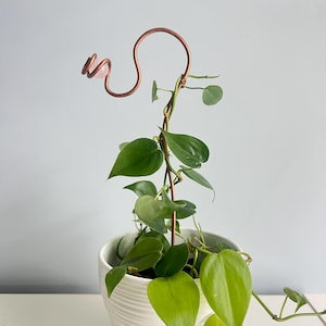 May include: A copper plant stake with a rose quartz accent, supporting a green leafy plant in a white ceramic pot. The stake has a decorative swirl design at the top. The plant has heart-shaped leaves.