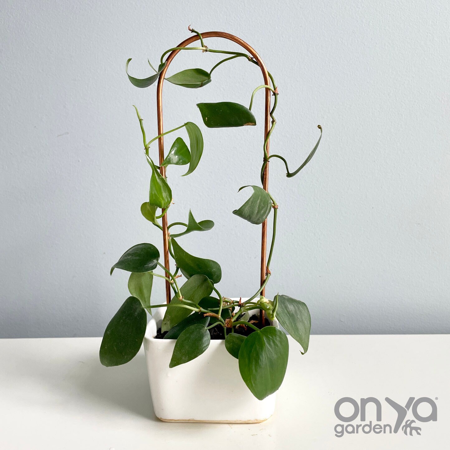 copper wire for pothos to grow up｜TikTok Search