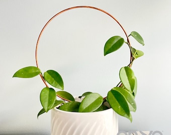 Copper Loop Trellis, Circle Hoop Trellis, Hoya Support, Trellis for Indoor Plant, Round Trellis for Plants, 3 Size Options